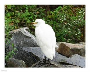 Ostrava Zoo Bubul Ibis | Obraz na stenu