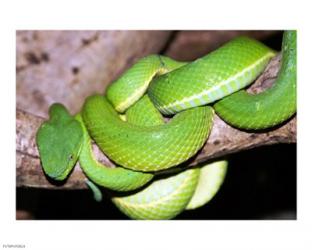 Palm Pit Viper | Obraz na stenu