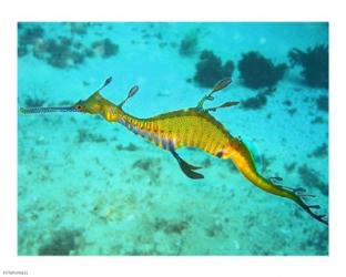 Sea Horse | Obraz na stenu