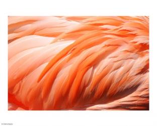 Flamingo Feathers Closeup | Obraz na stenu