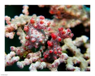 Pygmy Seahorses | Obraz na stenu