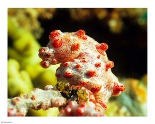 Pygmy Seahorse | Obraz na stenu