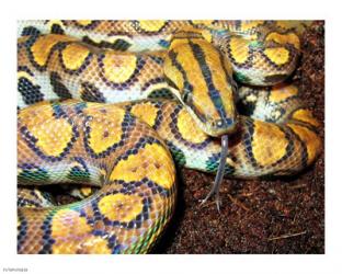 Rainbow Boa | Obraz na stenu