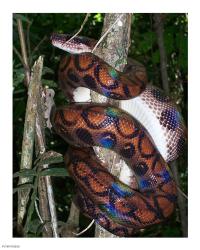 Rainbow Boa | Obraz na stenu