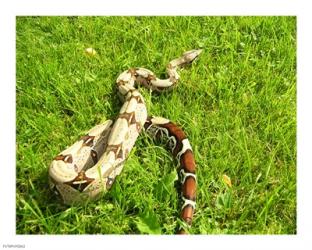 Red Tail Boa Constrictor | Obraz na stenu