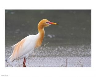 Red-Flush Cattle Egret | Obraz na stenu