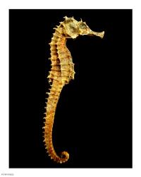 Seahorse Skeleton Macro | Obraz na stenu