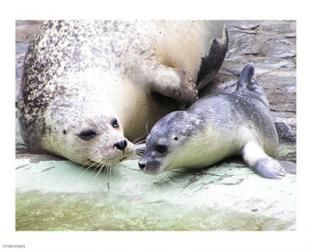 Seals at Antwerp Zoo | Obraz na stenu