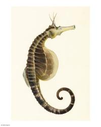 Sketchbook of Fishes, Pot Bellied Seahorse | Obraz na stenu
