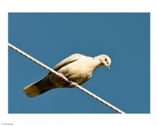 The Early Evening Eurasian Collared Dove | Obraz na stenu