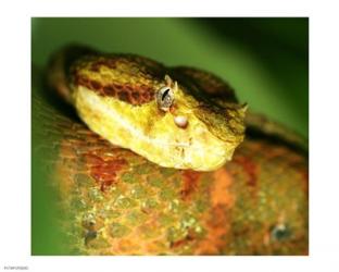 Yellow Eyelash Viper | Obraz na stenu