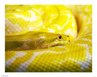 Yellow Python | Obraz na stenu