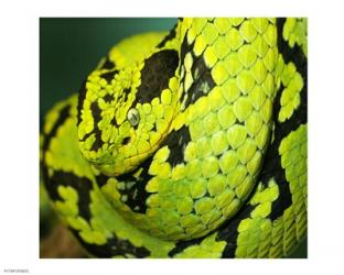 Yellow Blotched Palm Viper | Obraz na stenu