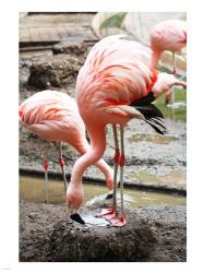 Flamingo in Stassbourg | Obraz na stenu