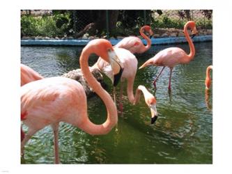 Flamoingos in a Zoo | Obraz na stenu