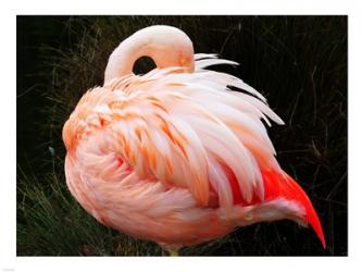 Sleeping Flamingo | Obraz na stenu