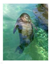 Hawaiian Monk Seal | Obraz na stenu