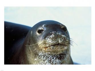 Monk Seal | Obraz na stenu