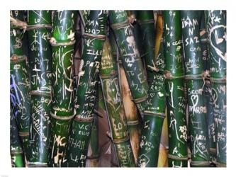 Bamboo Graffiti | Obraz na stenu
