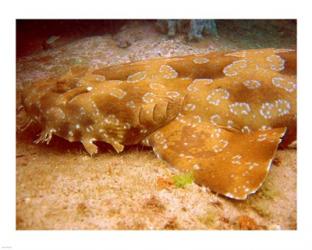 Wobbegong Shark | Obraz na stenu