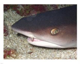 Whitetip Reef Shark Head | Obraz na stenu