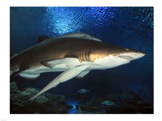 Inside Aquarium Tunnel Viewing Sharks | Obraz na stenu