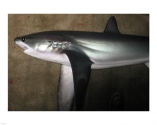 Thresher Shark | Obraz na stenu
