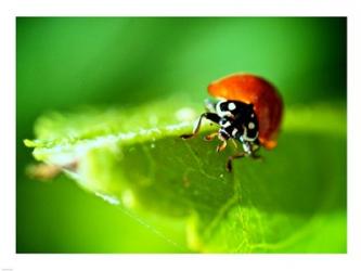 Anderson Mancini Ladybug | Obraz na stenu