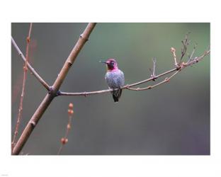 Anna's Hummingbird | Obraz na stenu