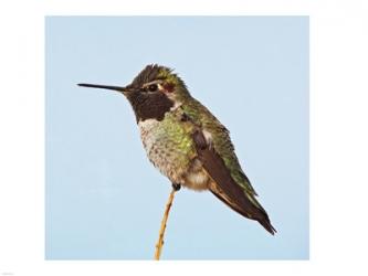 Anna's Hummingbird | Obraz na stenu