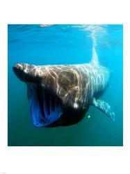 Basking Shark | Obraz na stenu