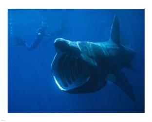 Basking Shark | Obraz na stenu