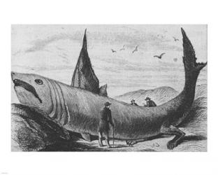Basking Shark Harper's Weekly October 24, 1868 | Obraz na stenu