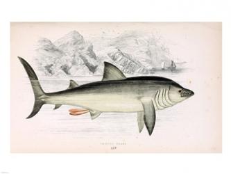 Basking Shark Jonathan Couch | Obraz na stenu