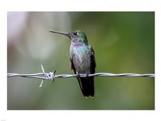 Blue-Chested Hummingbird | Obraz na stenu