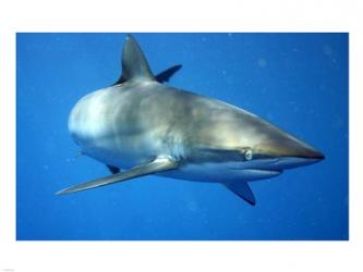 Carcharhinus Falciformis off Cuba | Obraz na stenu