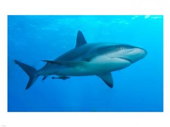 Carribbean Reef Shark | Obraz na stenu