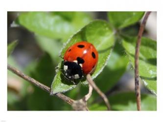 Coccinellidae | Obraz na stenu