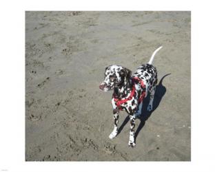 Dalmatian Castanhas | Obraz na stenu
