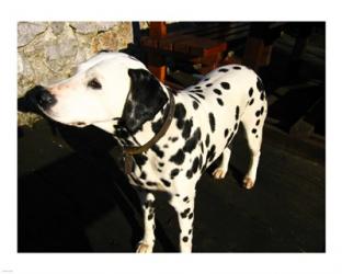 Dalmatian in Croatia | Obraz na stenu