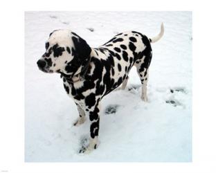 Dalmatian in Snow | Obraz na stenu