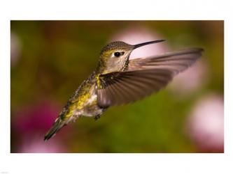 Fem Anna's Hummingbird | Obraz na stenu