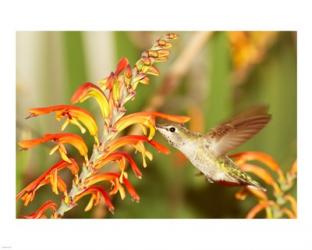 Female Anna's Hummingbird Feeding | Obraz na stenu