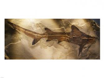 Galeorhinus Cuvieri | Obraz na stenu