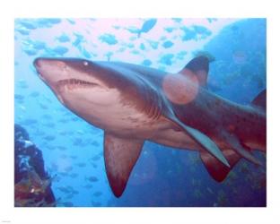 Grey Nurse Shark at Fish Rock Cave | Obraz na stenu