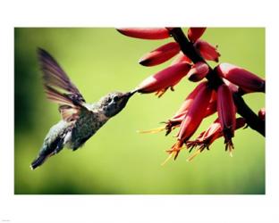 Hummingbird Canon | Obraz na stenu