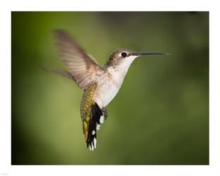 Hummingbird Texas | Obraz na stenu