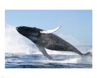 Humpback Whale Jumping | Obraz na stenu