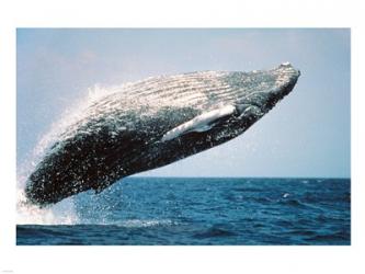 Humpback Whale Breaching | Obraz na stenu