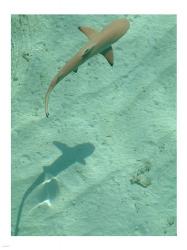 Maldives Blacktip Reef Shark, Carcharhinus Melanopterus | Obraz na stenu